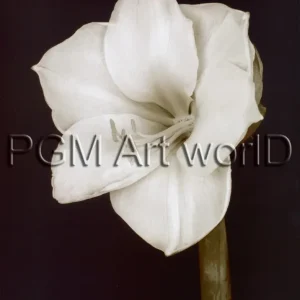 Kunstdruck Prades Fabregat - Bora Bora Flower II 50x70cm
