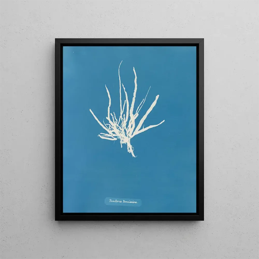 Kunstdruck Punktiert sehr fein - Anna Atkins | Kunstdruck