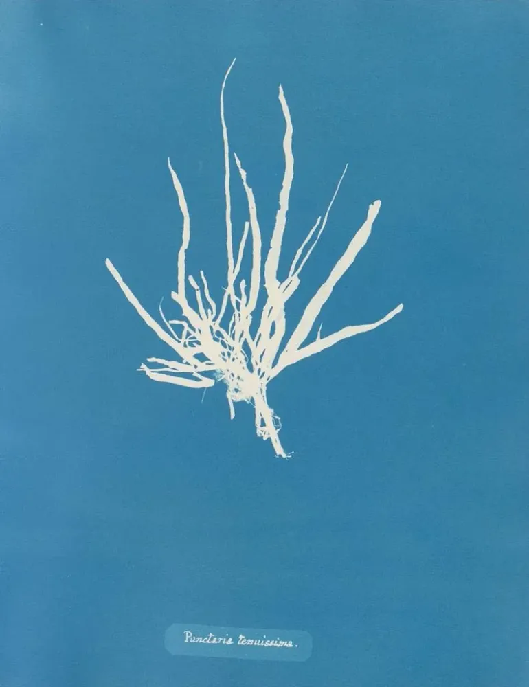 Kunstdruck Punktiert sehr fein - Anna Atkins | Kunstdruck