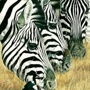 Kunstdruck Renato Casaro - Black and White 50x100cm