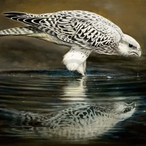 Kunstdruck Renato Casaro - Drinking Falcon 70x50cm