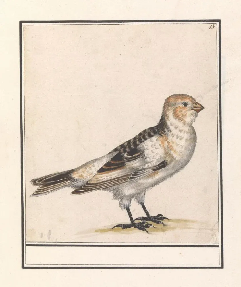 Kunstdruck Sneeuwgors Plectrophenax nivalis - Anselmus Botius de Boodt