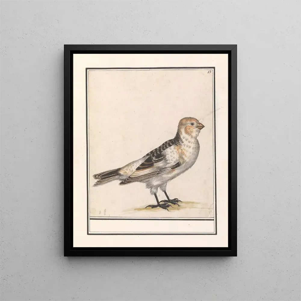 Kunstdruck Sneeuwgors Plectrophenax nivalis - Anselmus Botius de Boodt