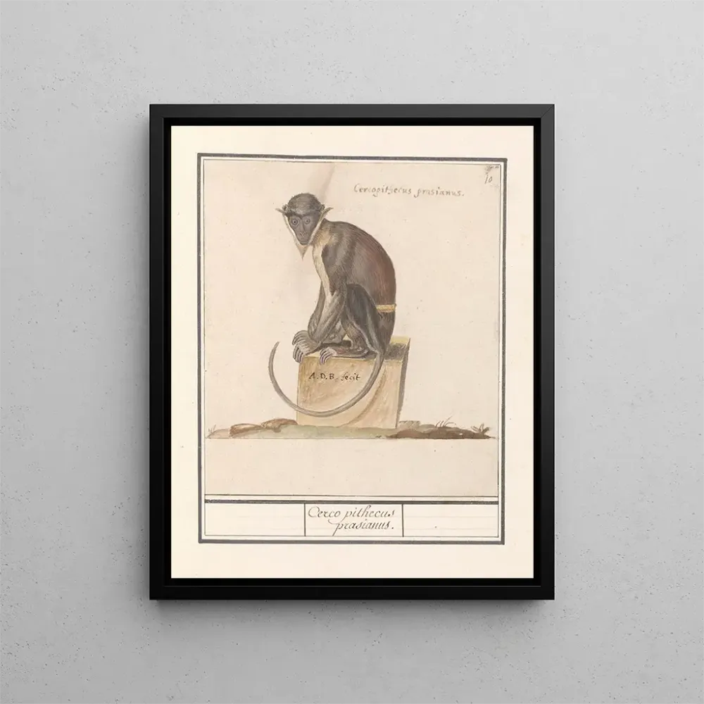 Kunstdruck Suricate Cercopithecini Cerco pithecus prasianus - Anselmus Botius de Boodt