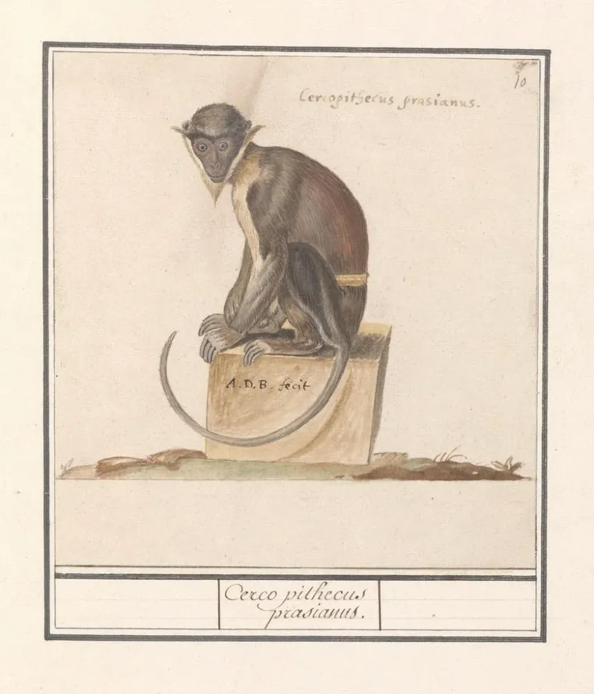 Kunstdruck Suricate Cercopithecini Cerco pithecus prasianus - Anselmus Botius de Boodt