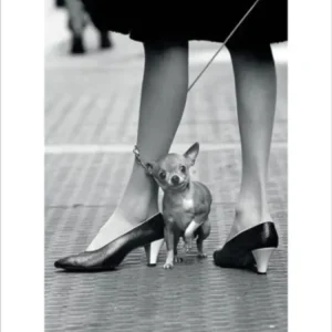 Kunstdruck Time Life - Chihuahua 30x40cm