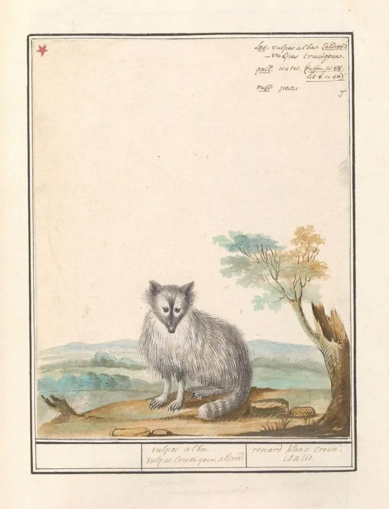 Kunstdruck Vos Renards renards renards renards blancs Crucigera aldvov renard fade crois isalis - Anselmus Botius de Boodt