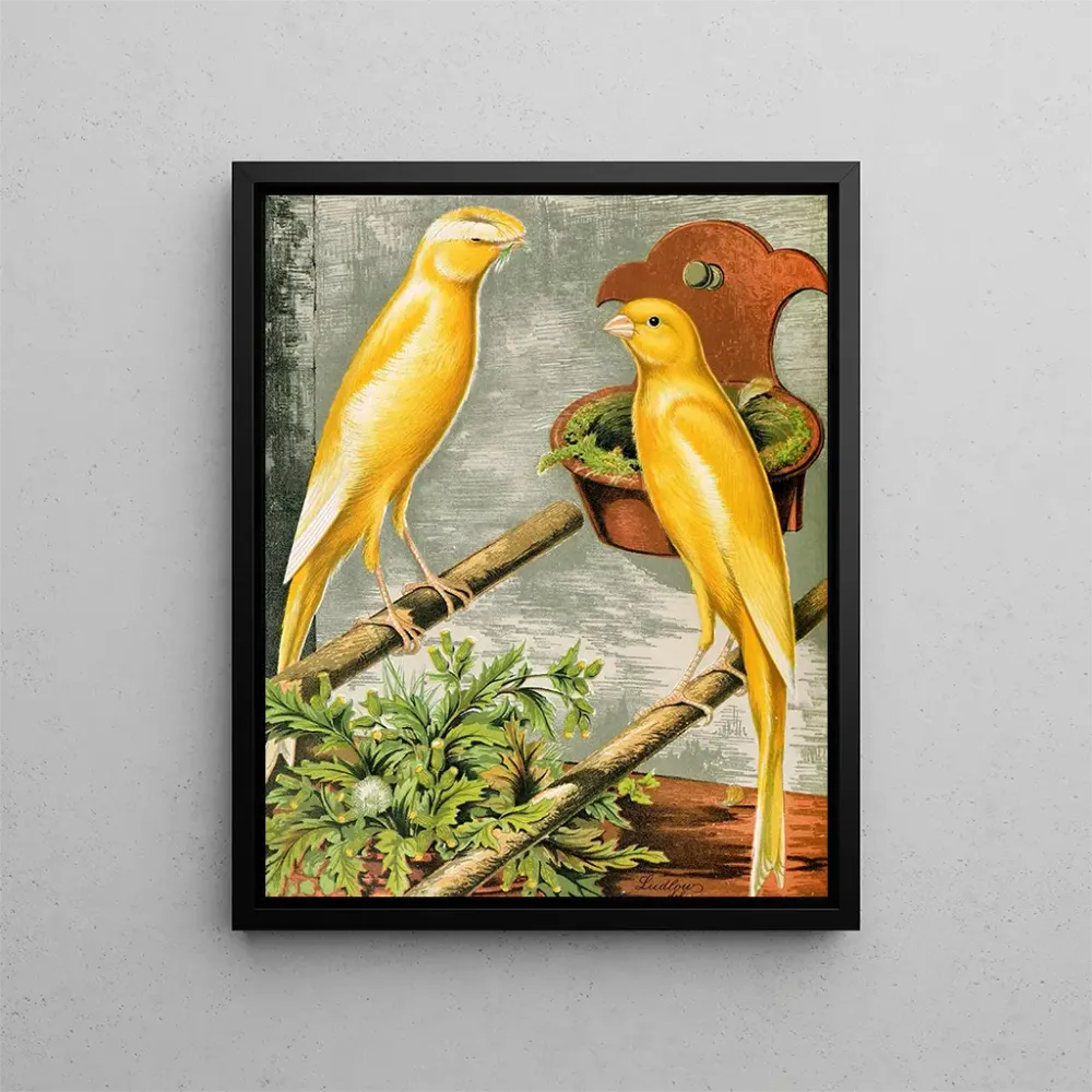 Lancashire-Kunstdrucke: Hahn mit Puschelschwanz und gelbe Plainhead-Henne - W. . Blakston | Kunstdruck