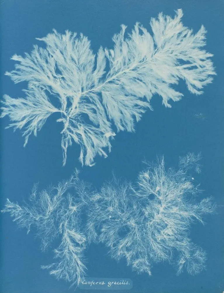 Vergleichs-Gemälde dünn - Anna Atkins | Kunstdruck
